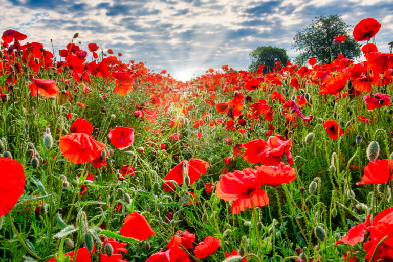 A field of poppies